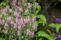 Purple Toadflax - Linaria purpurea .Tall Purple Flower Royalty Free Stock Photo