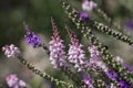 Purple Toadflax - Linaria purpurea .Tall Purple Flower Royalty Free Stock Photo