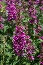 Purple Toadflax - Linaria purpurea .Tall Purple Flower Royalty Free Stock Photo