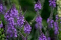 Purple Toadflax - Linaria purpurea .Tall Purple Flower Royalty Free Stock Photo