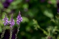 Purple Toadflax - Linaria purpurea .Tall Purple Flower Royalty Free Stock Photo