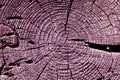 purple toned old tree cut texture. Royalty Free Stock Photo