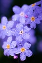 Purple toned summer background with tiny forest flowers called forget-me-not wet after rain. Royalty Free Stock Photo