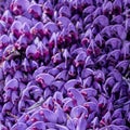 Image with Purple toothwort Lathraea clandestine on sunny spring morning with selective focus