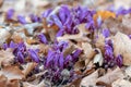 Purple toothwort, Lathraea clandestina, close-up blooming