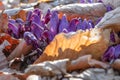 Purple toothwort, Lathraea clandestina, close-up flower in the sun