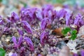 Purple toothwort, Lathraea clandestina, purple flower