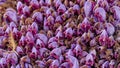 Close-up with purple Lathraea clandestine Purple toothwort in natural state and drops of water