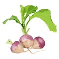 Purple top white globe turnips for banners, flyers. Whole turnip, turnip with tops. Fresh organic and healthy, diet and Royalty Free Stock Photo