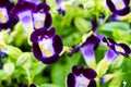 Purple Torenia flowers Royalty Free Stock Photo