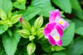 The purple Torenia fournieri flowers Royalty Free Stock Photo