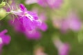 Purple Trailing Lobelia Sapphire flowers or Edging Lobelia, Garden Lobelia. Royalty Free Stock Photo