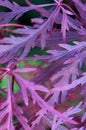 Purple Tree Leaves Royalty Free Stock Photo