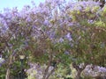 Purple tree Ovalle, Chile Royalty Free Stock Photo