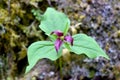 Purple Trillium Flower 02