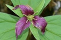 Purple Trillium Macro 04