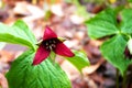 Purple Trillium