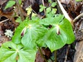 Purple Trillium, Trillium erectum