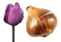 Purple Triumph tulip flower with tulip bulb isolated on white