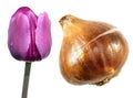 Purple Triumph tulip flower with tulip bulb isolated on white