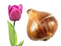 Purple Triumph tulip flower with tulip bulb isolated on white Royalty Free Stock Photo