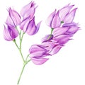 Purple tropical flowers on isolated background, watercolor botanical illustration.