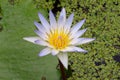 Purple tropical water lily in pond, Moir Gardens, Kauai, Hawaii, United States