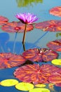 Purple tropical water lily in pond with orange/purple mottled and bright green leaves, vertical