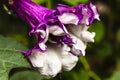 Purple Trumpet Flower