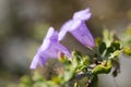 Purple Trumpet Flower with Furry Petals