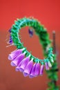 Purple Trumpet Flower grow in cruve shape