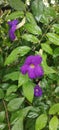 Purple Trumpet Flower & x22;Mandevilla Sanderi& x22;