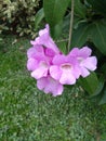 purple trumpet flowers are vines that are often found on fences in rural areas