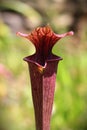 Purple trumpet pitcher plant head