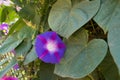 Purple trumpet-shaped flower of morning glory