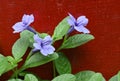 Purple trumpet shaped flowers of a wild Petunia plant against a red color wall