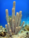 Purple tube sponges