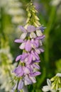 Purple tufted vetch