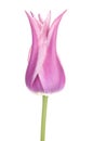 Purple Tulip Royalty Free Stock Photo