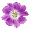 Purple tulip Royalty Free Stock Photo