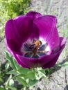 Purple tulip with a bee in the middle of a flower insect on a flower Royalty Free Stock Photo