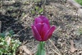 Purple Tulip in Bloom