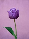 Purple tulip bloom in springtime. Spring flower, isolated on mauve background Royalty Free Stock Photo