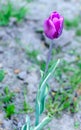 Purple tulip with a blurry background. Royalty Free Stock Photo