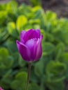 Purple tulip on a blurry green background in the rays of the spring sun Royalty Free Stock Photo