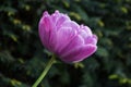 Purple tulip, Botanical Gardens of Balchik, Bulgaria