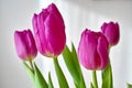 Purplish tulip bouquet, white background Royalty Free Stock Photo