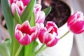 Purple tulip bouquet at a spring morning. Royalty Free Stock Photo