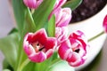 Purple tulip bouquet at a spring morning. Royalty Free Stock Photo