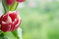 Purple tulip bouquet at a spring morning. Royalty Free Stock Photo